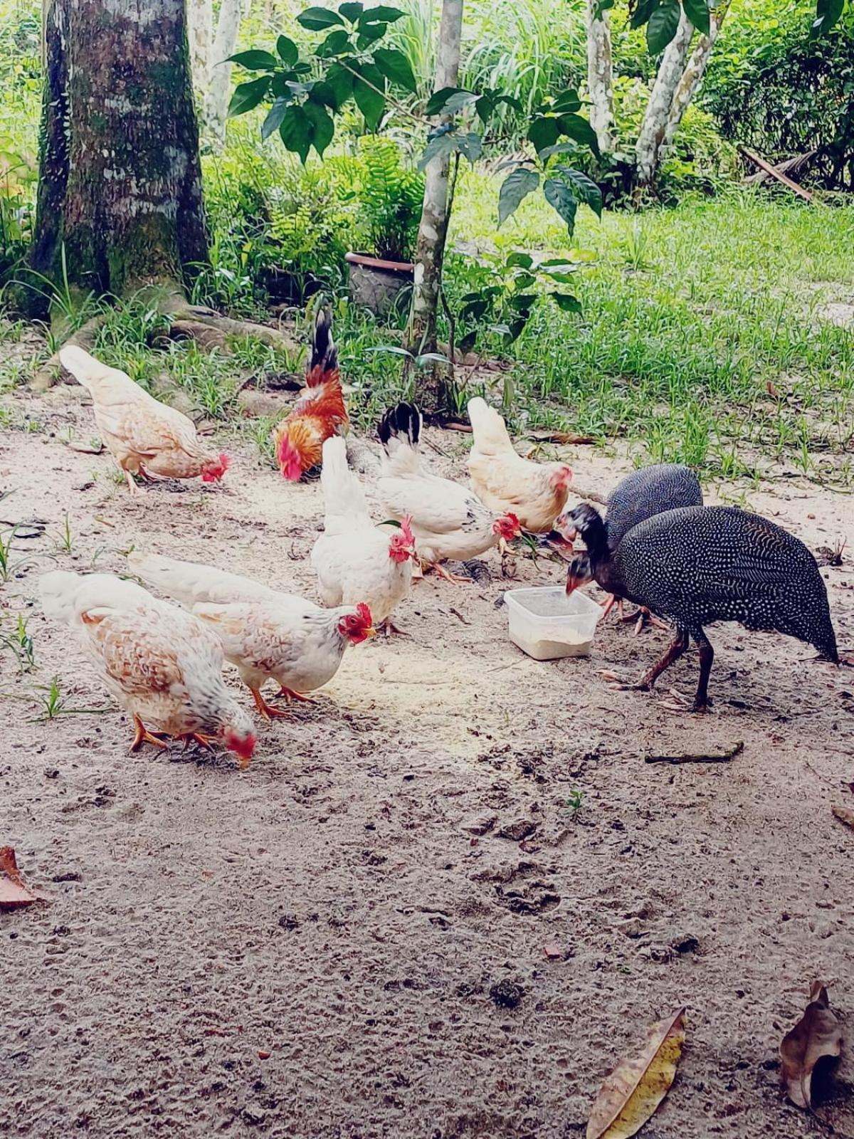 Eco Sitio O Labirinto Do Fauno Hotel มอสเกโร ภายนอก รูปภาพ
