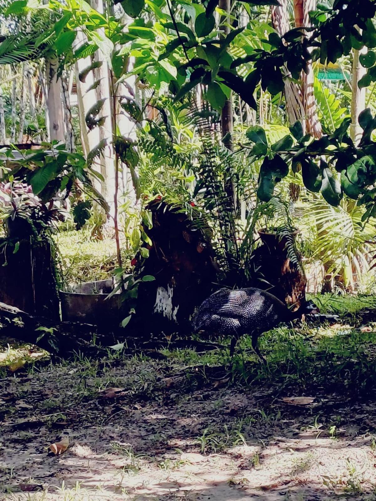 Eco Sitio O Labirinto Do Fauno Hotel มอสเกโร ภายนอก รูปภาพ
